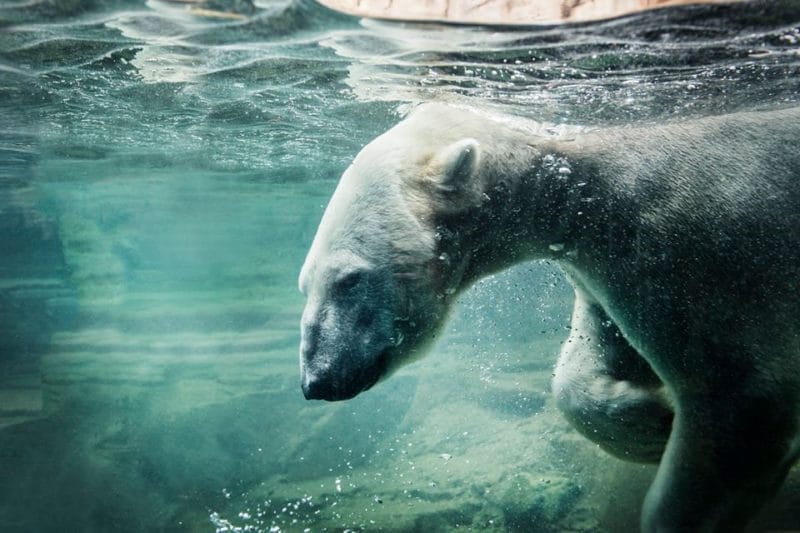 polar bear at Memphis zoo
